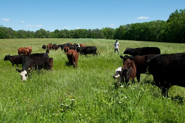USDA REVOKES GRASS FED MEAT LABELING STANDARD