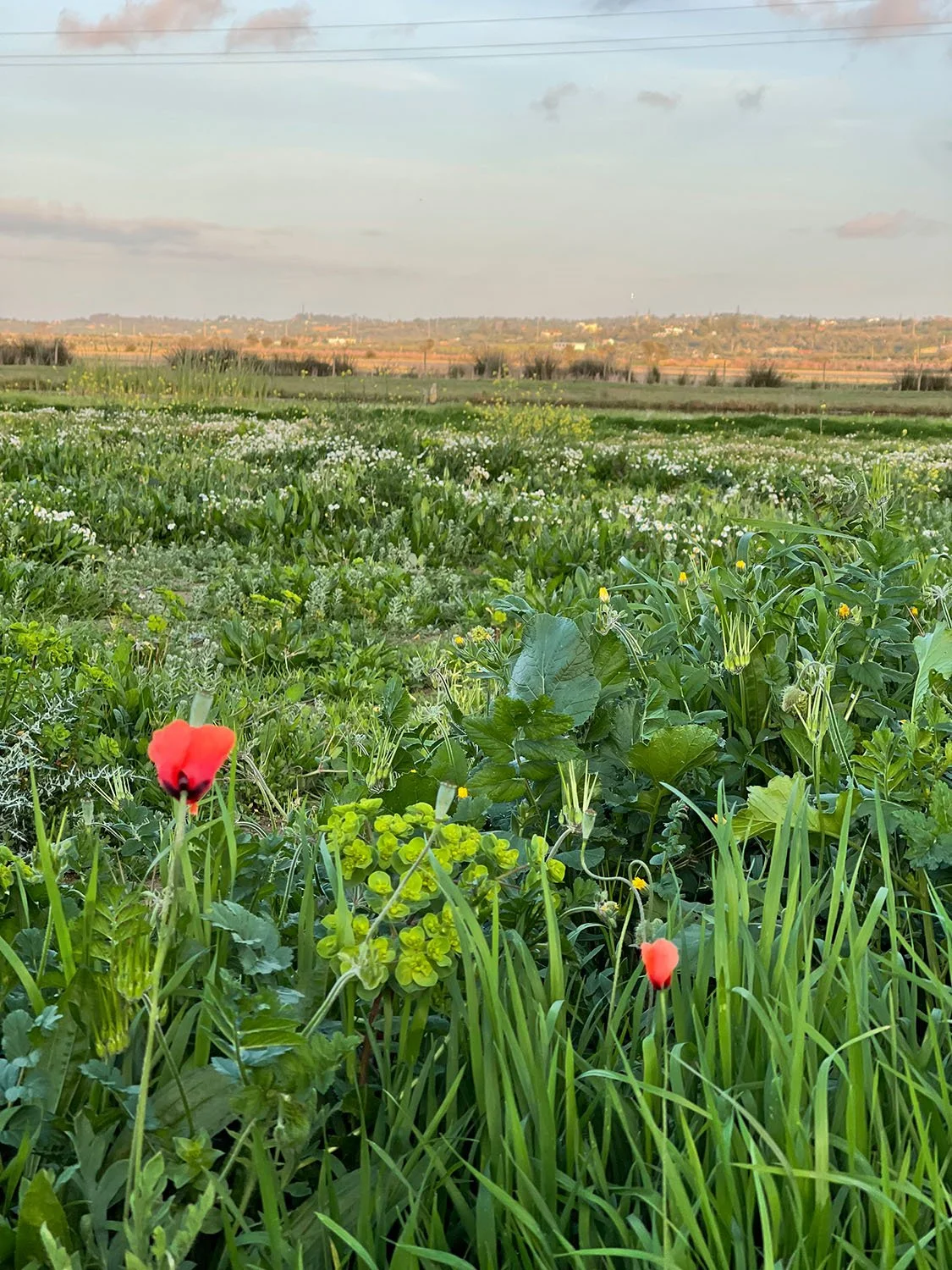 algarve-wildflower-field-portugal.jpg