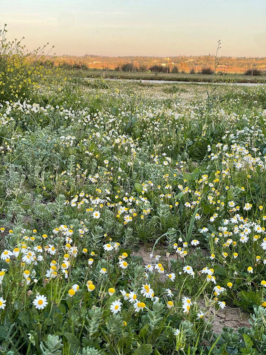 algarve-wildflower-field-portugal-1.jpg