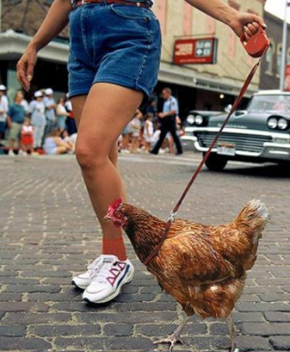 walking_chicken_1_540x.png