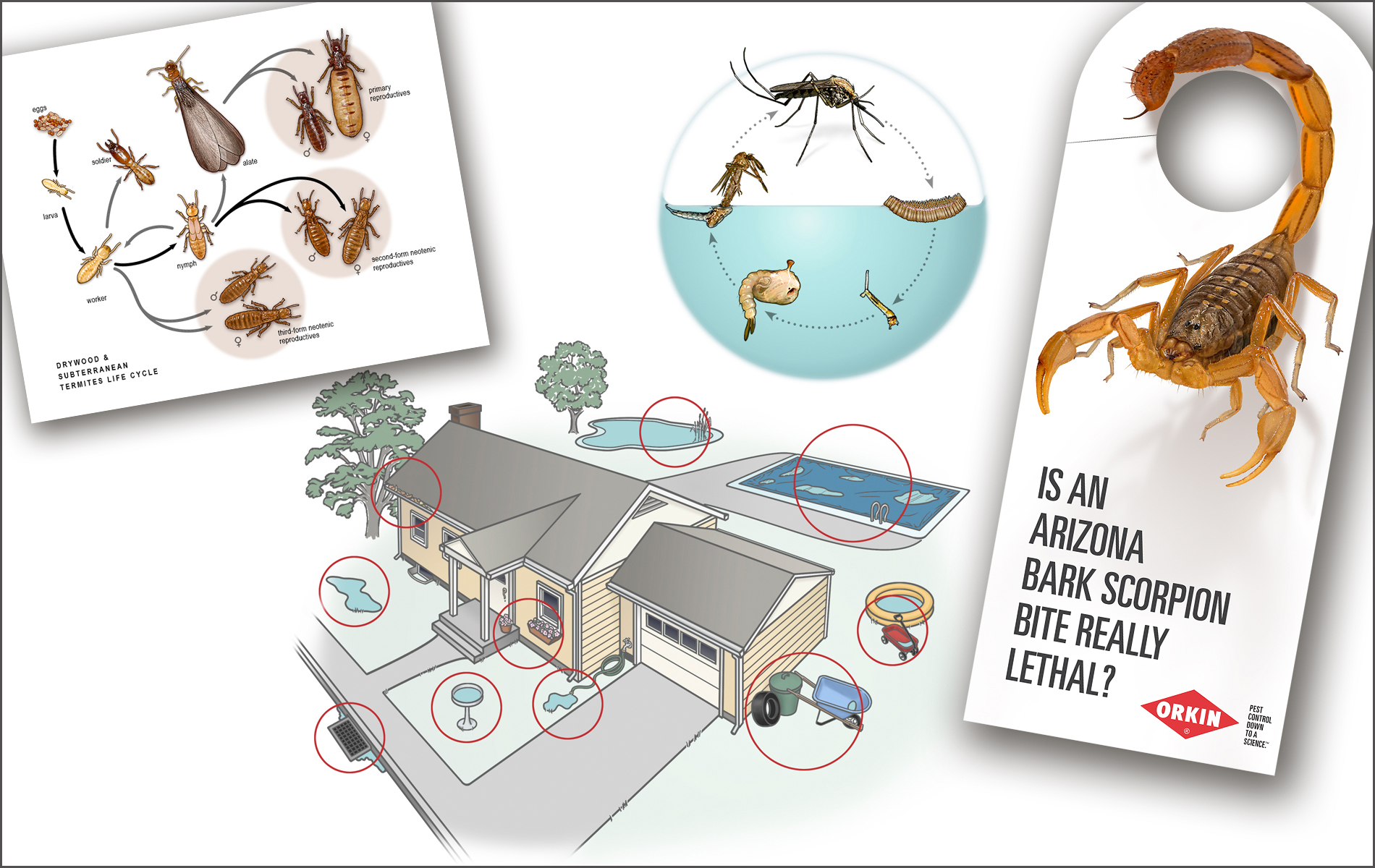 From the life cycle of termites to that of the mosquito above, I've tackled numerous design and illustration projects for Orkin. From the diagrammatical to the photographic (yes, the scorpion door hanger above is an illustration), I'm capable of producing a wide variety of image work. 