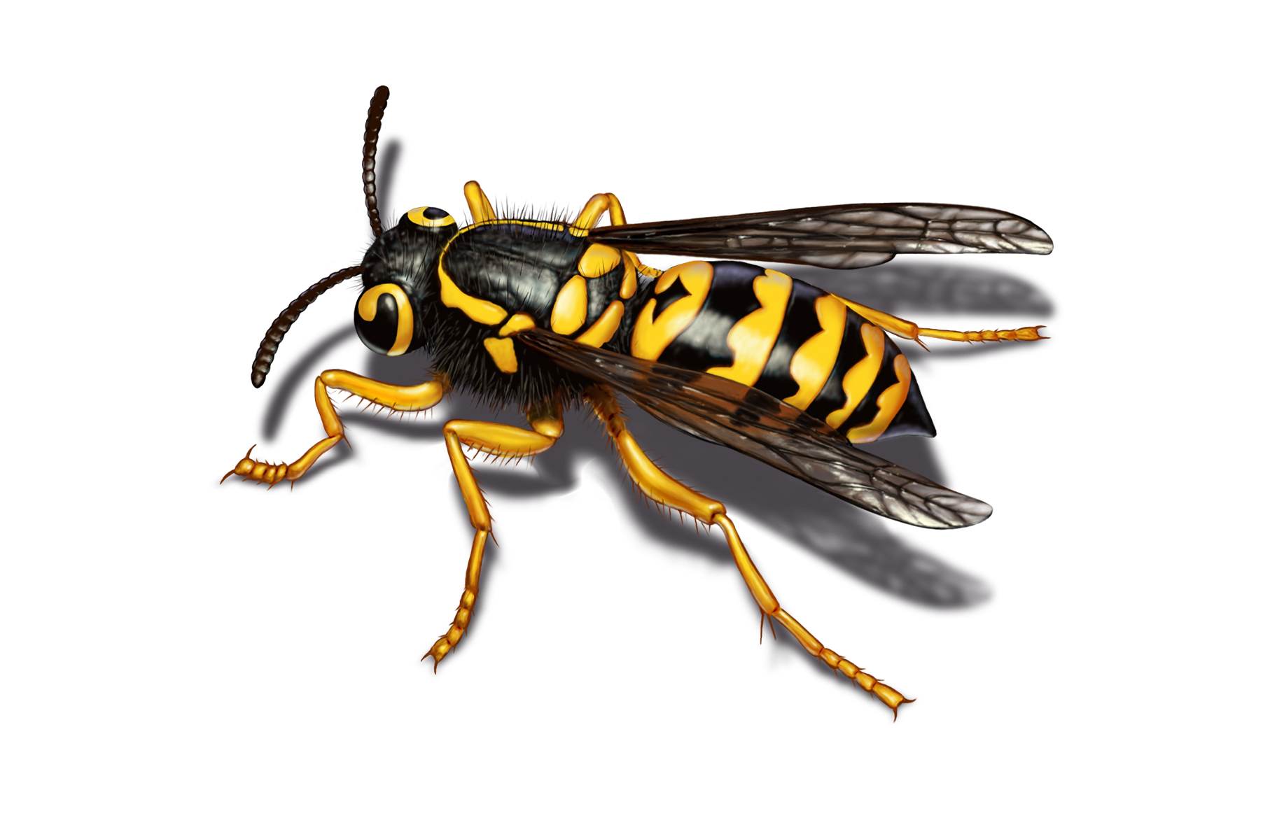  A closeup yellow jacket illustration I did for Orkin .