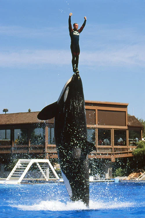 John Hargrove Seaworld