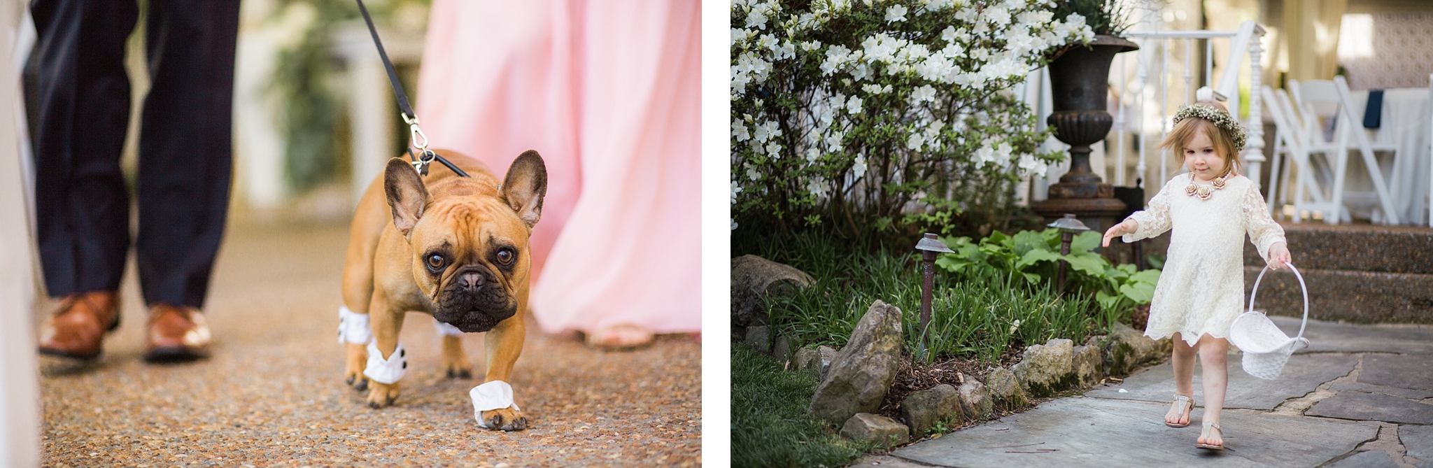 dog-in-wedding.jpg