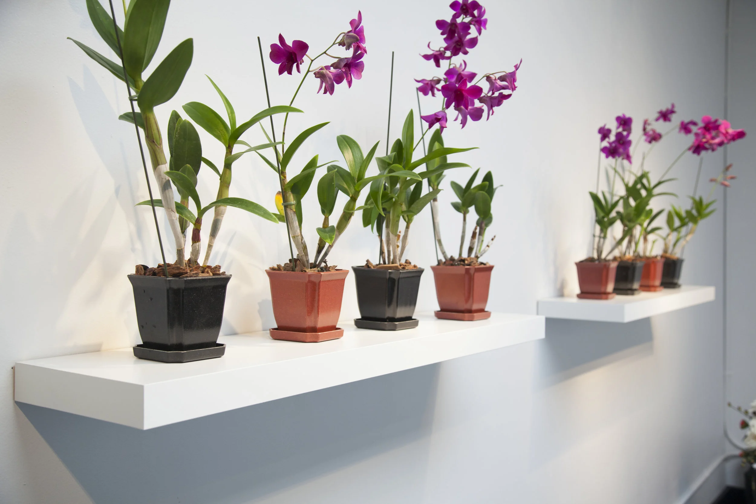 The+Alice+Gallery_Kimilsungia_Install+Image0001.jpg