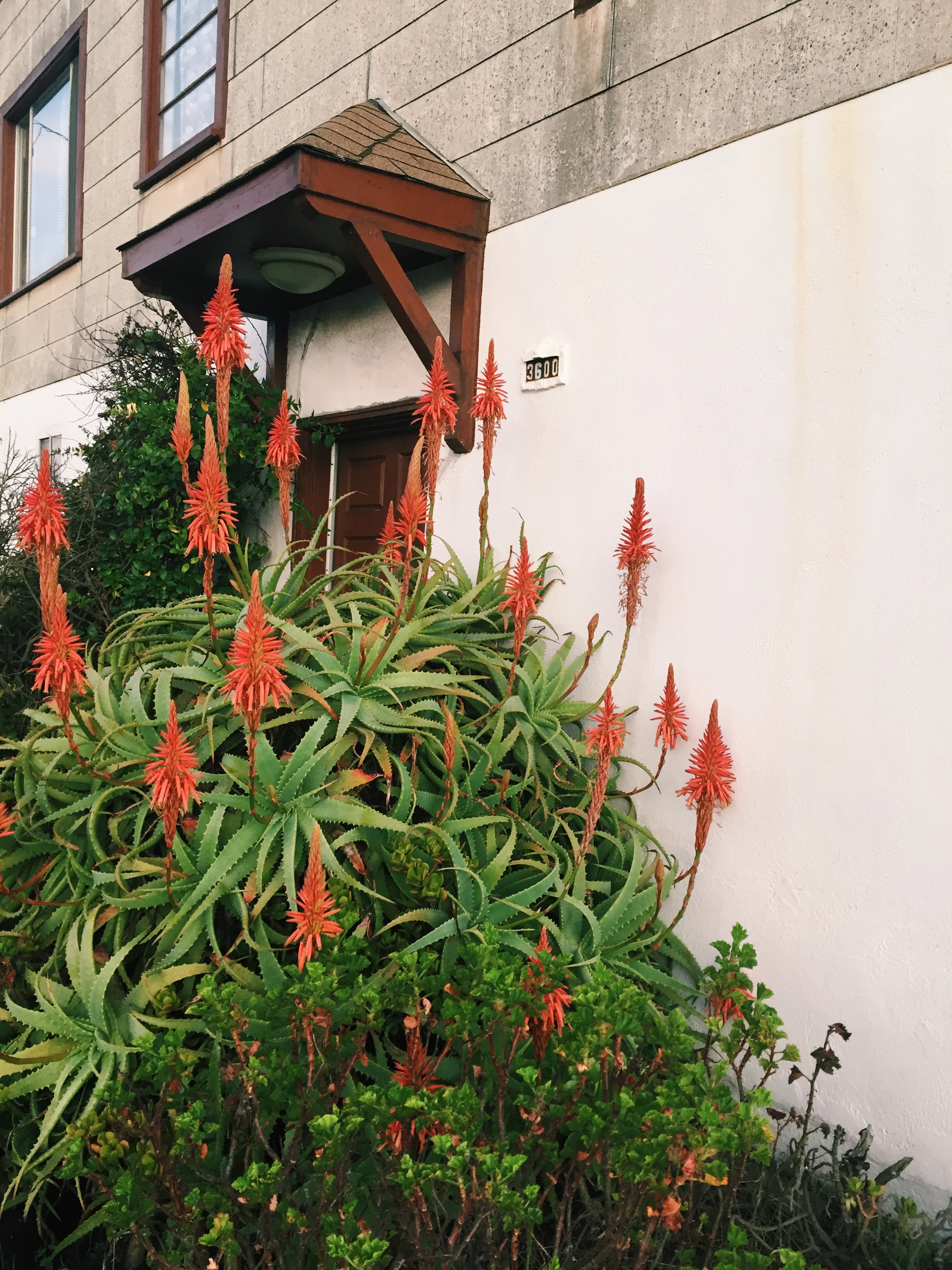 Things to Do in SF: Outer Sunset