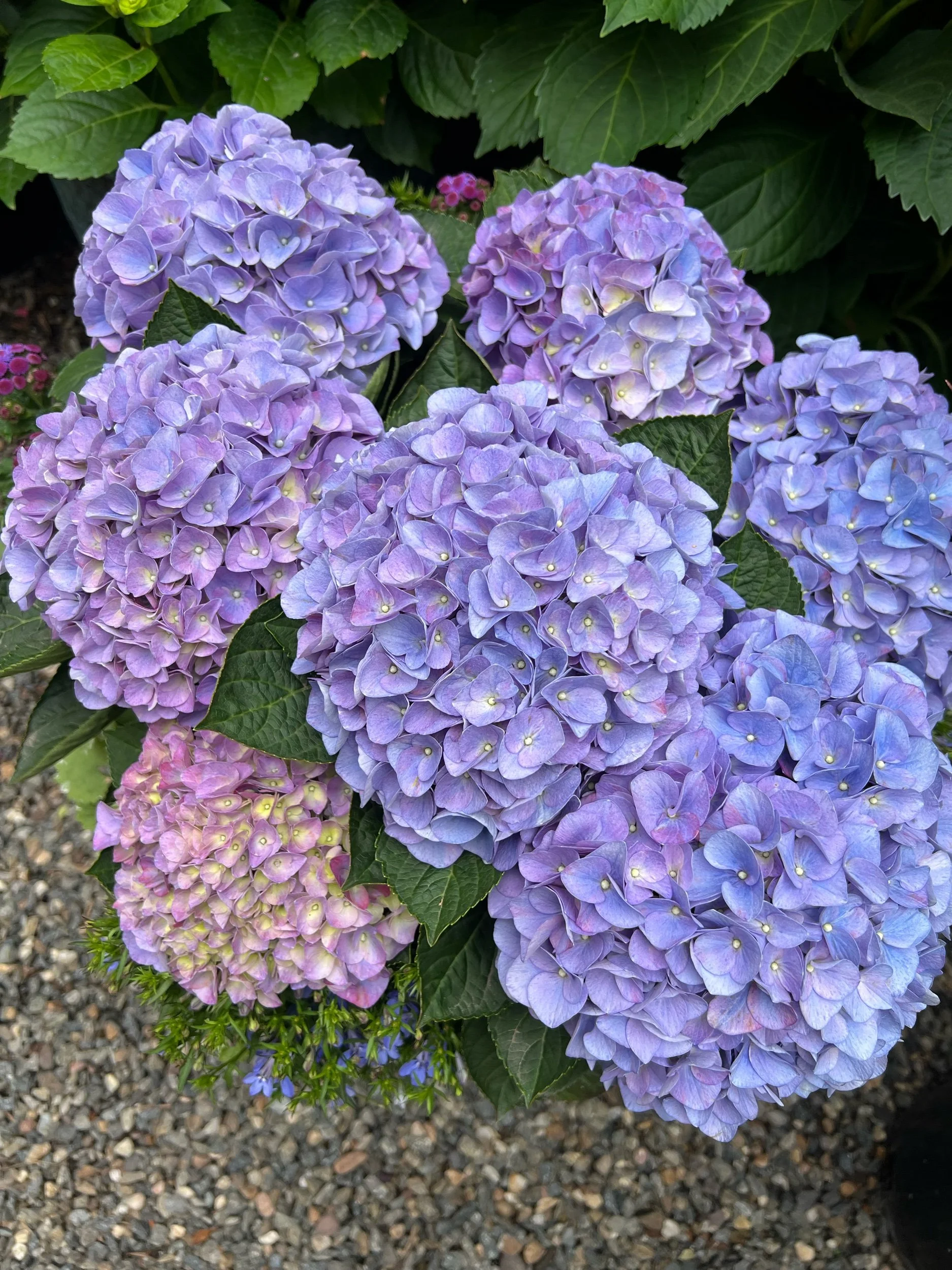 The Weekly | 16.2025