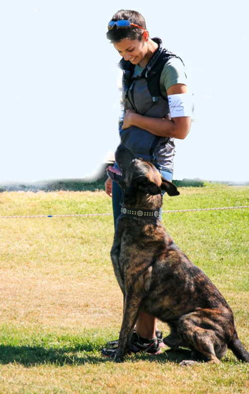 focused heeling dog training
