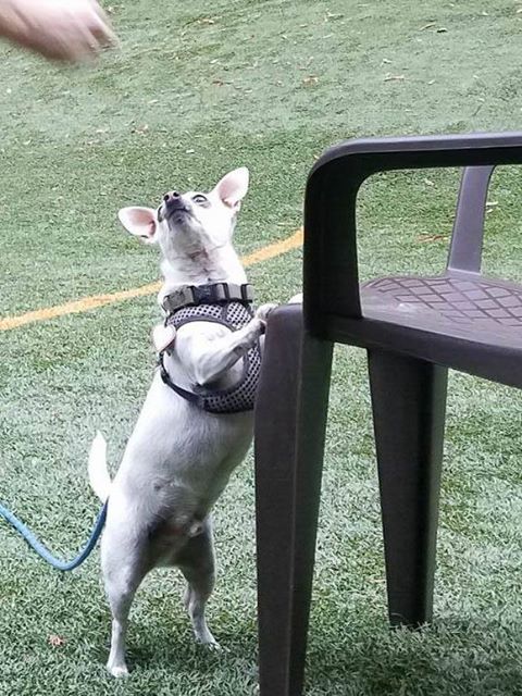 Patrick alerted to odor source, under the chair, during Nosework class - now excited for the payoff!