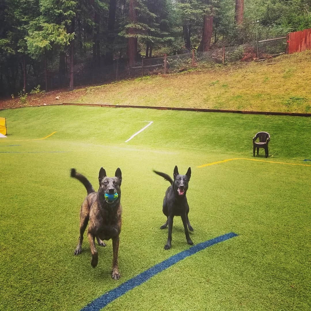 tr fetch.jpg
