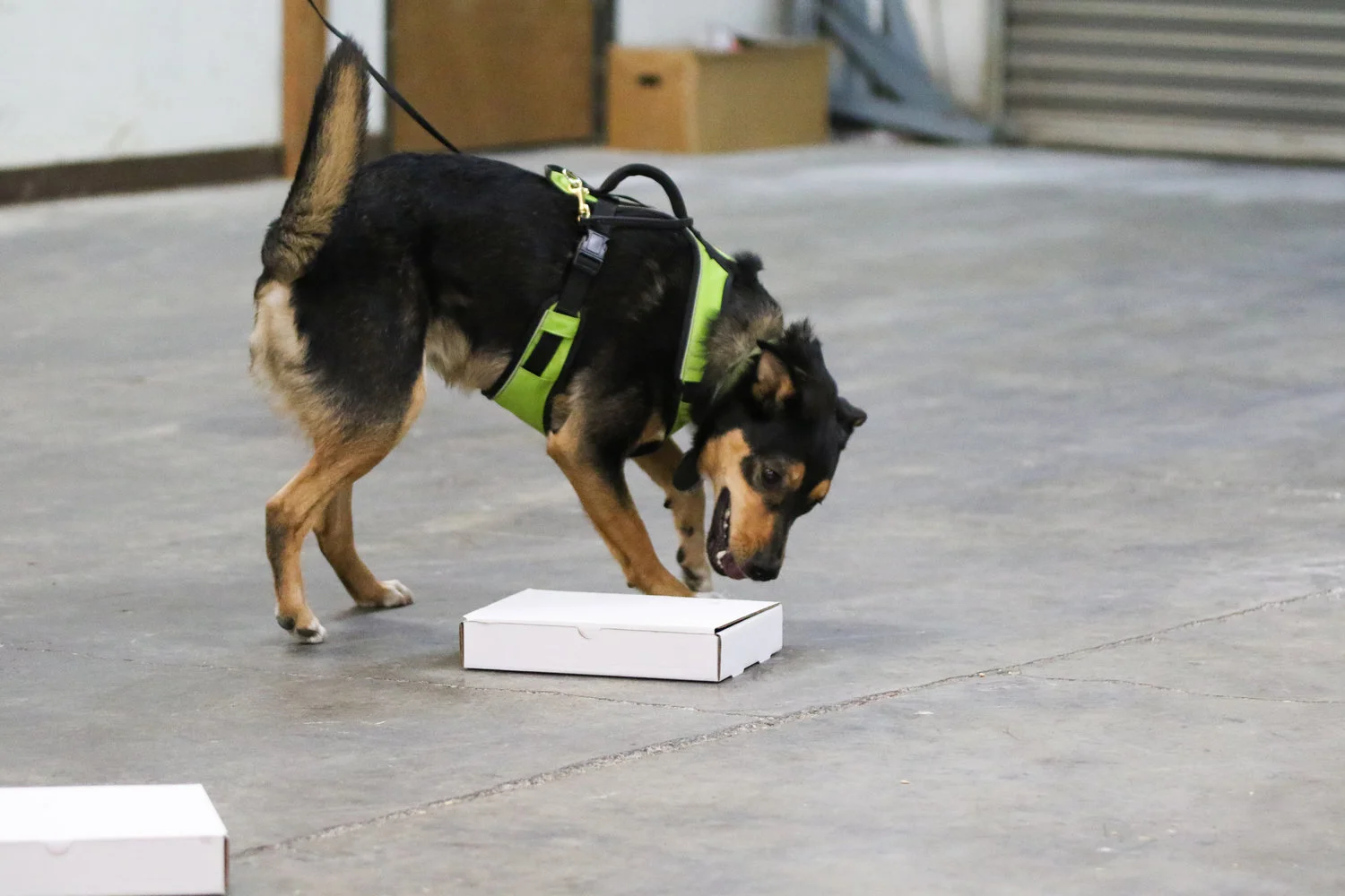 nosework1.jpg