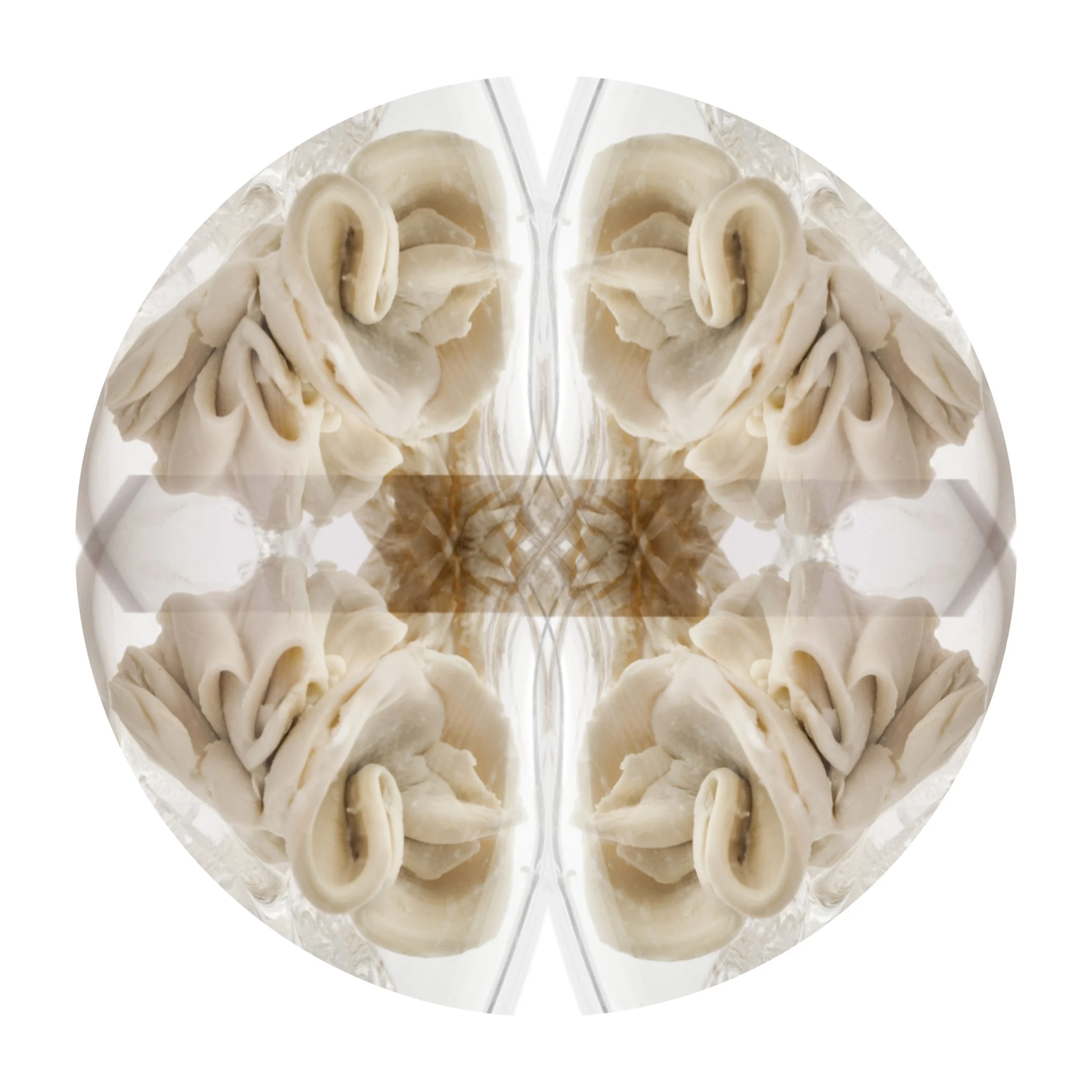 Organism Architecture: V (biomineral pathways and patternings)