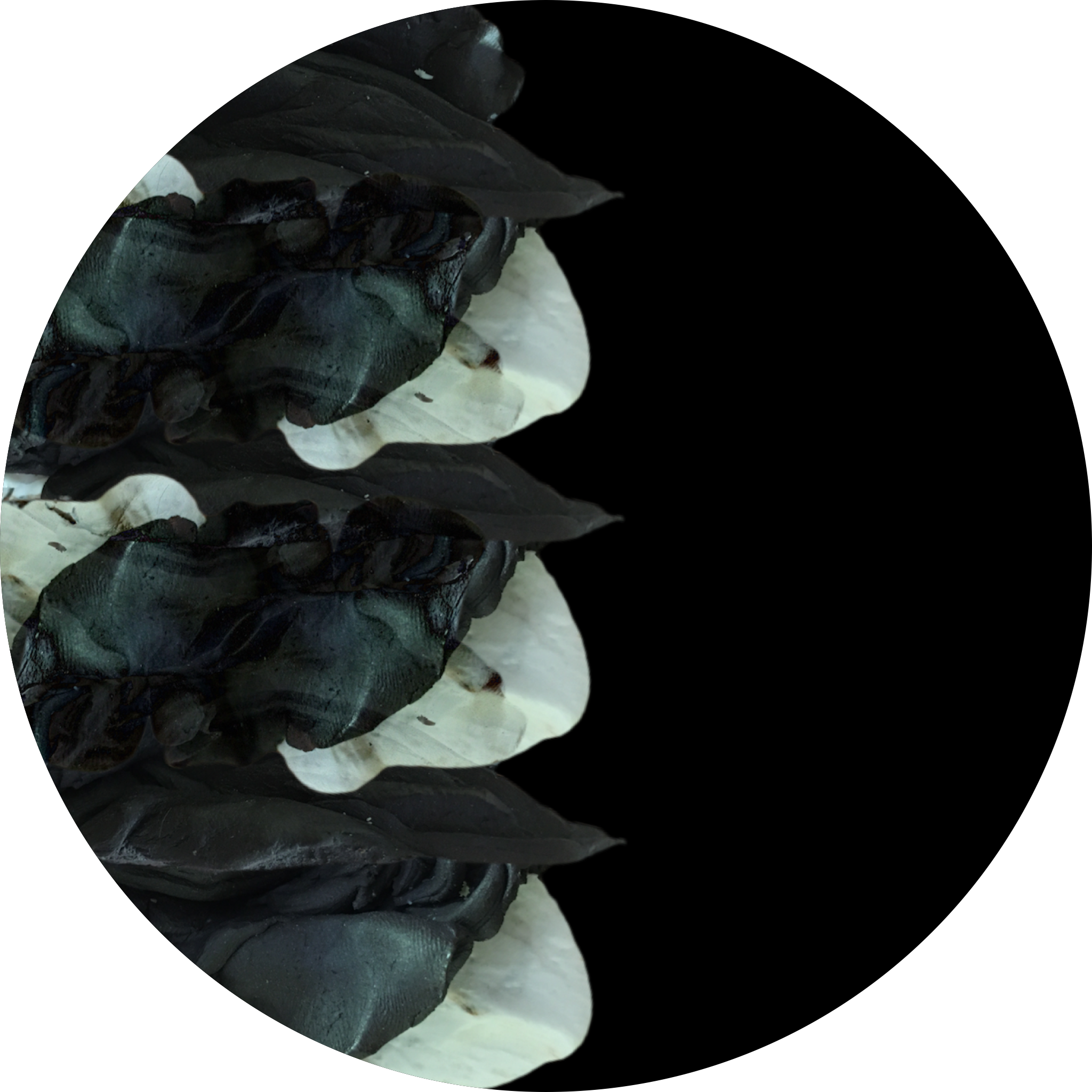 The descent into madness: II (formation/growth)