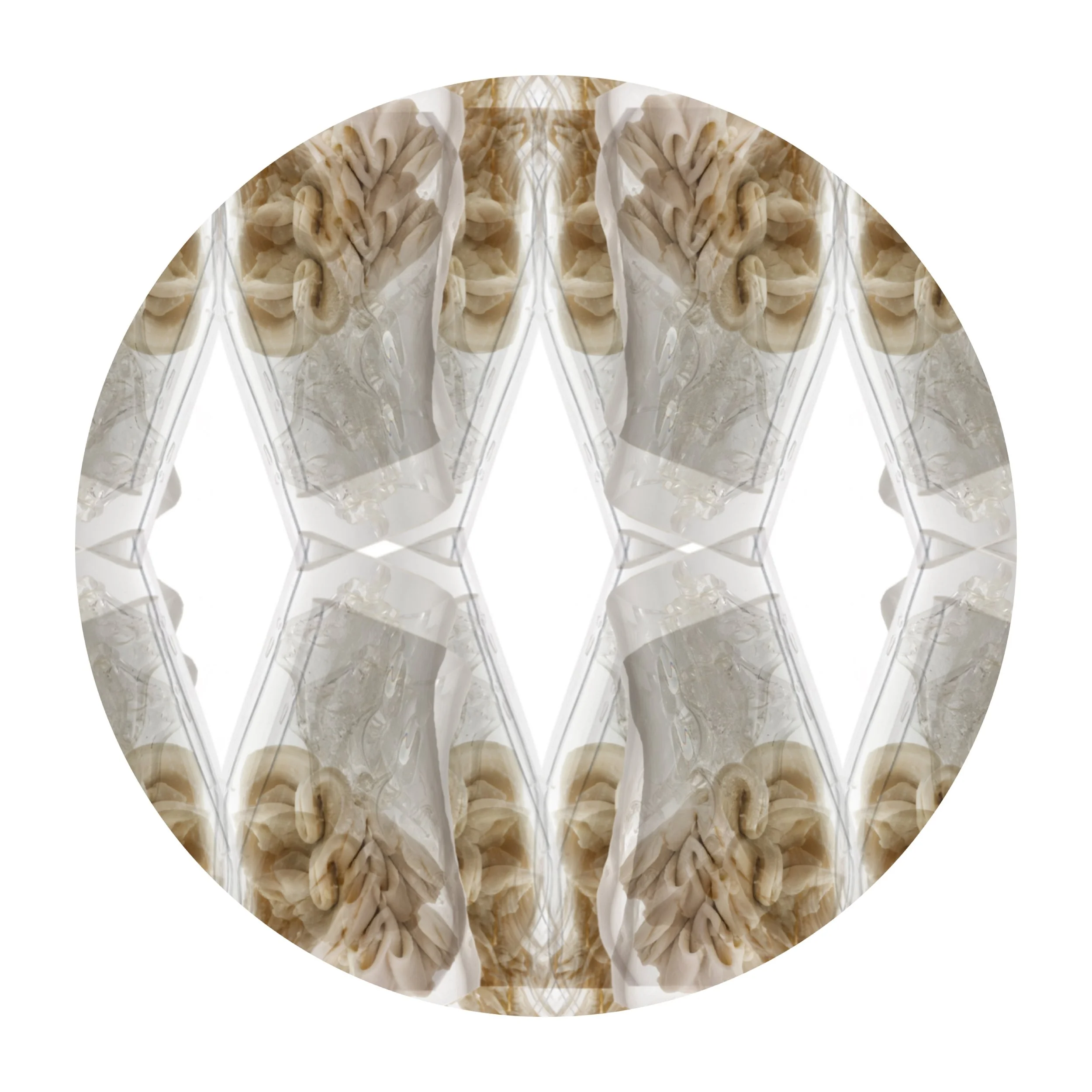 Organism Architecture: IV (building new forms, homes and bones)