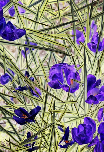 Sublime Indifference II, 2008, archival digital print, 60 x 45"