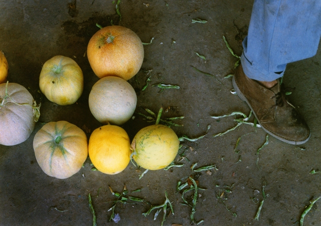 Dimitri's Farm, melons, 1998-2015, archival digital print, 9.75 x 13.5"