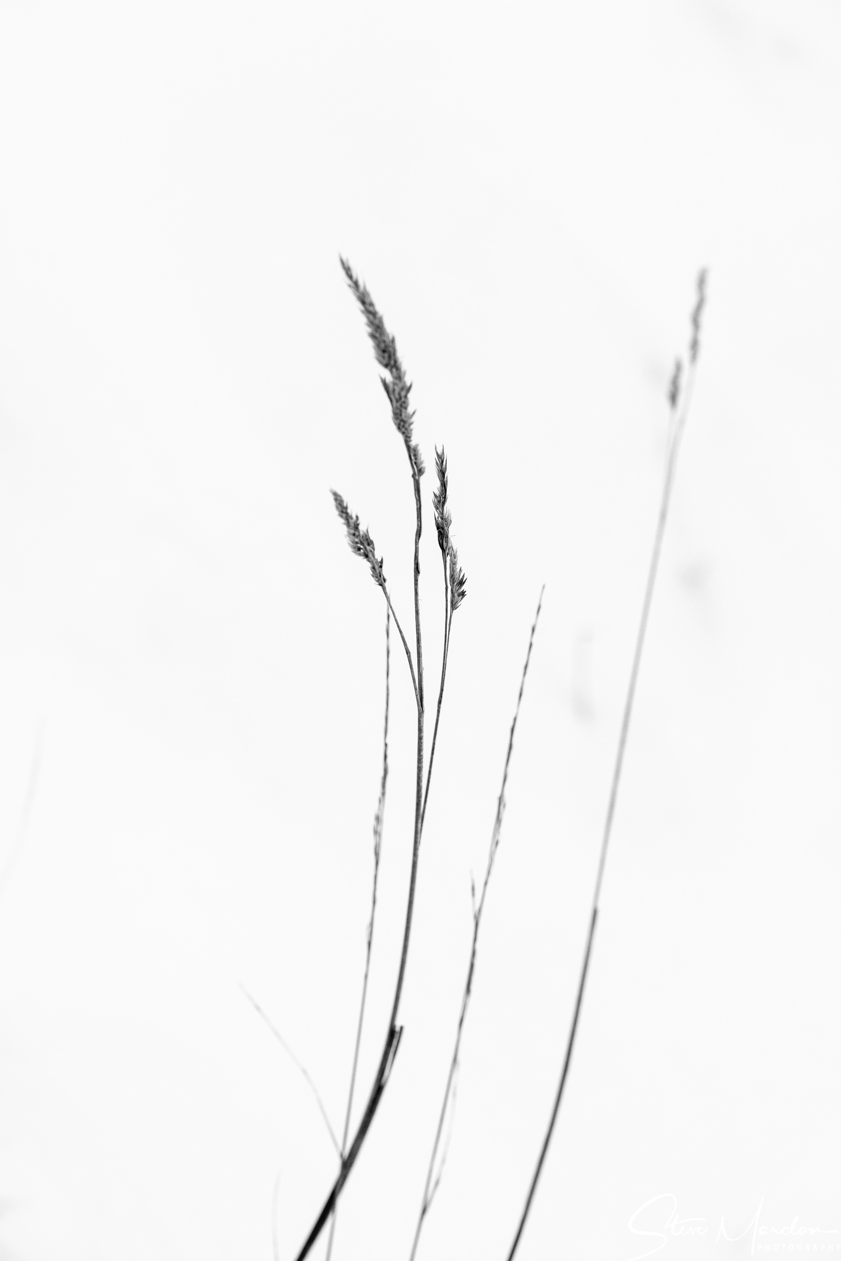 SteveMardon-4698.jpg