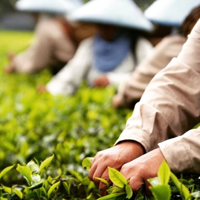 Fusejoy is brewed from hand picked 100% certified organic tea leaves free from pesticides and other harmful chemicals #Whatsinyourtea?