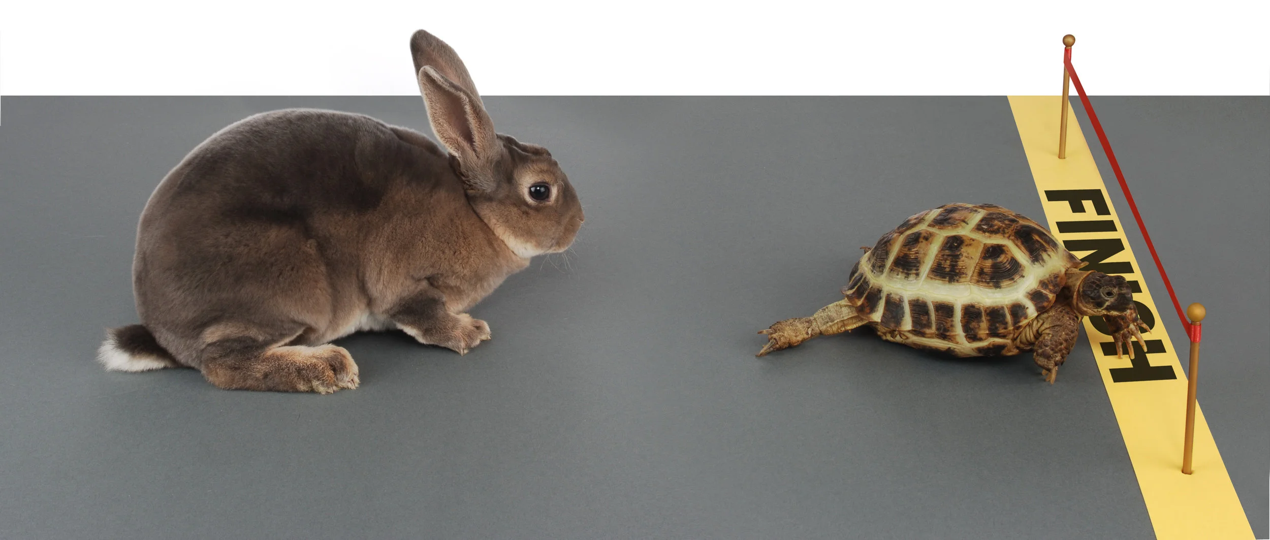 Tortoise and hare 1 shutterstock_2179251.jpg