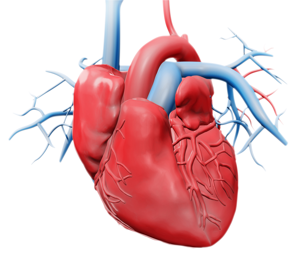 Heart anatomy shutterstock_200105063.jpg