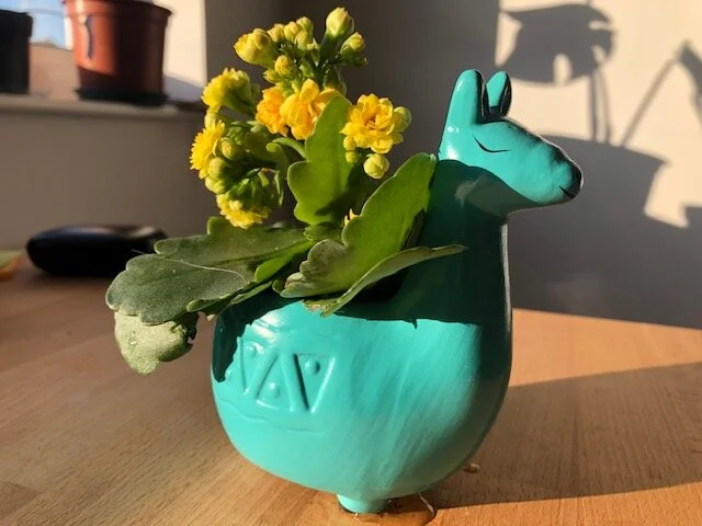 llamaplant.jpg