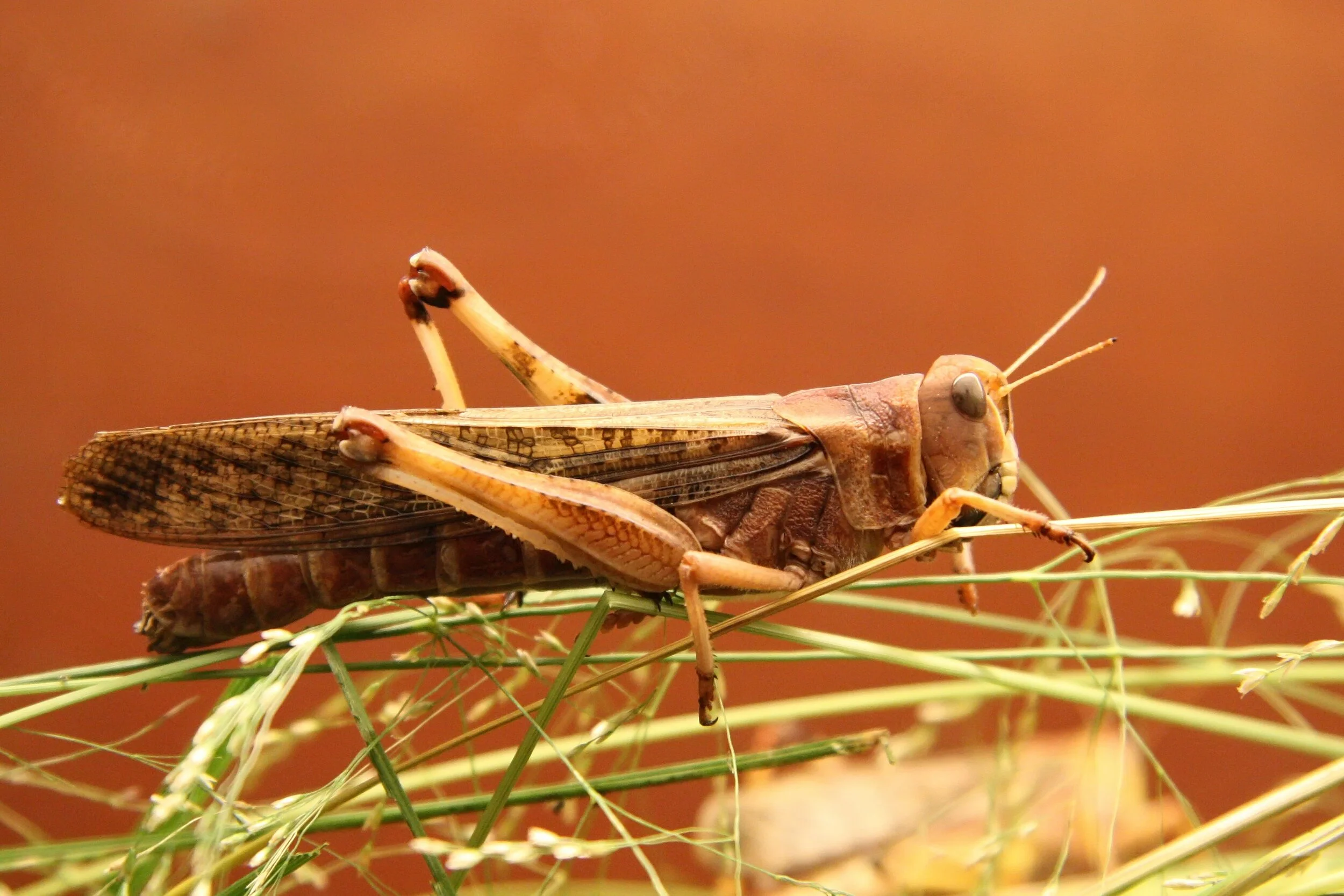 The locust of control…but naturalists, don’t look too closely, it may be a grasshopper!