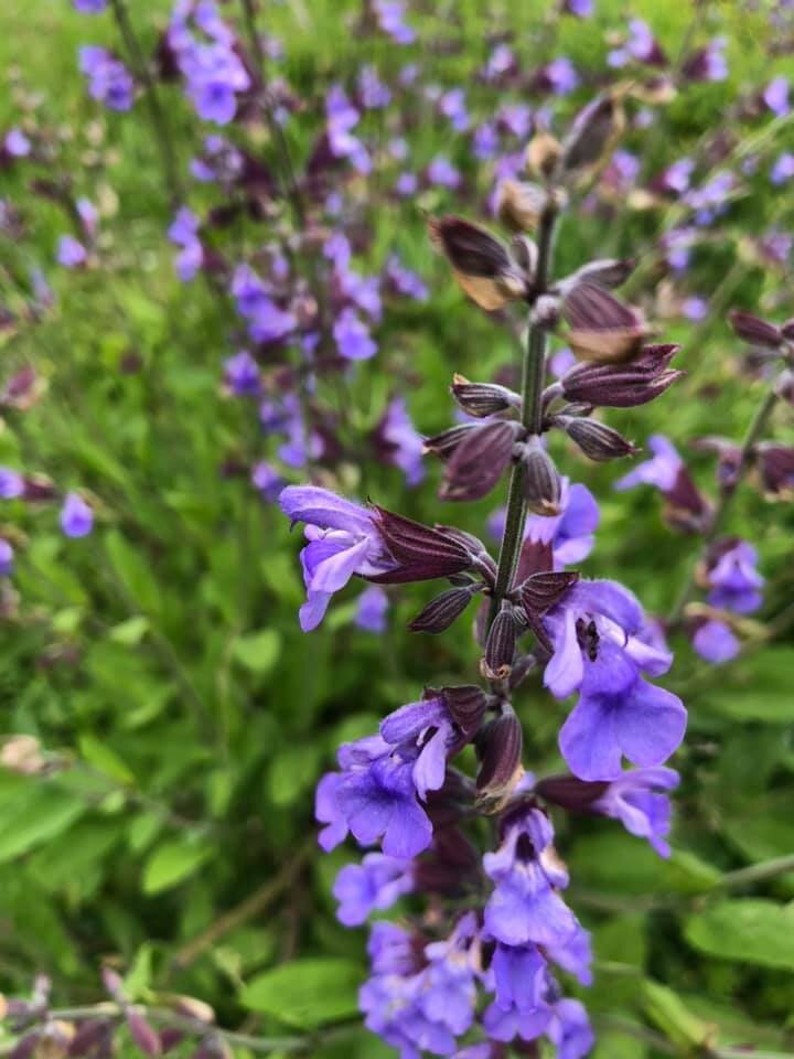 One of our sage plants in full bloom on our allotment.