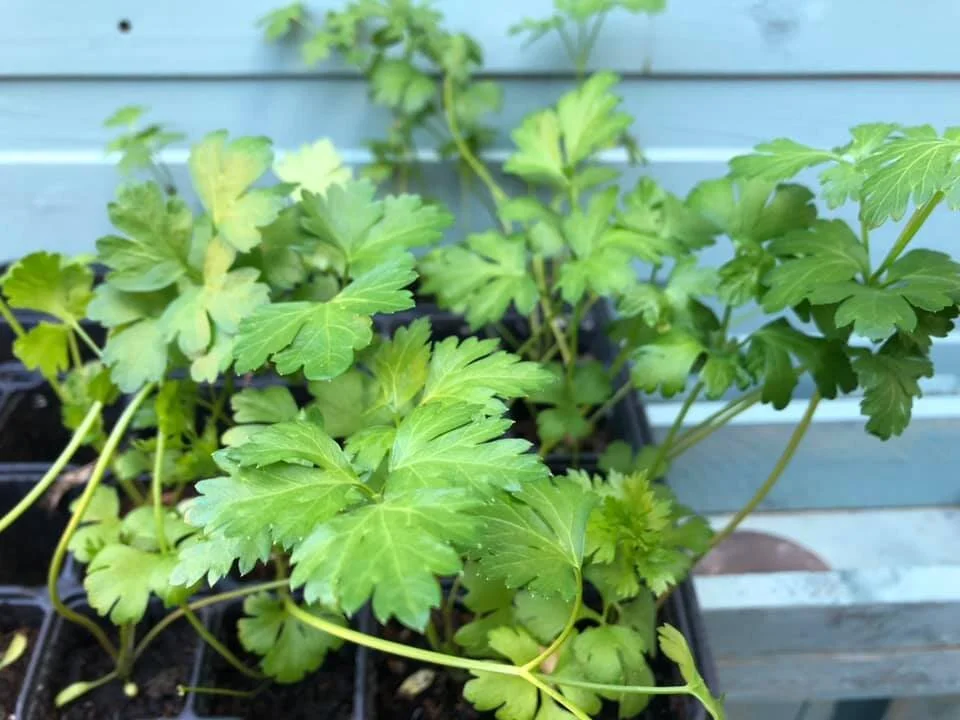 Some flat-leaf parsley given to us by a lovely neighbour.