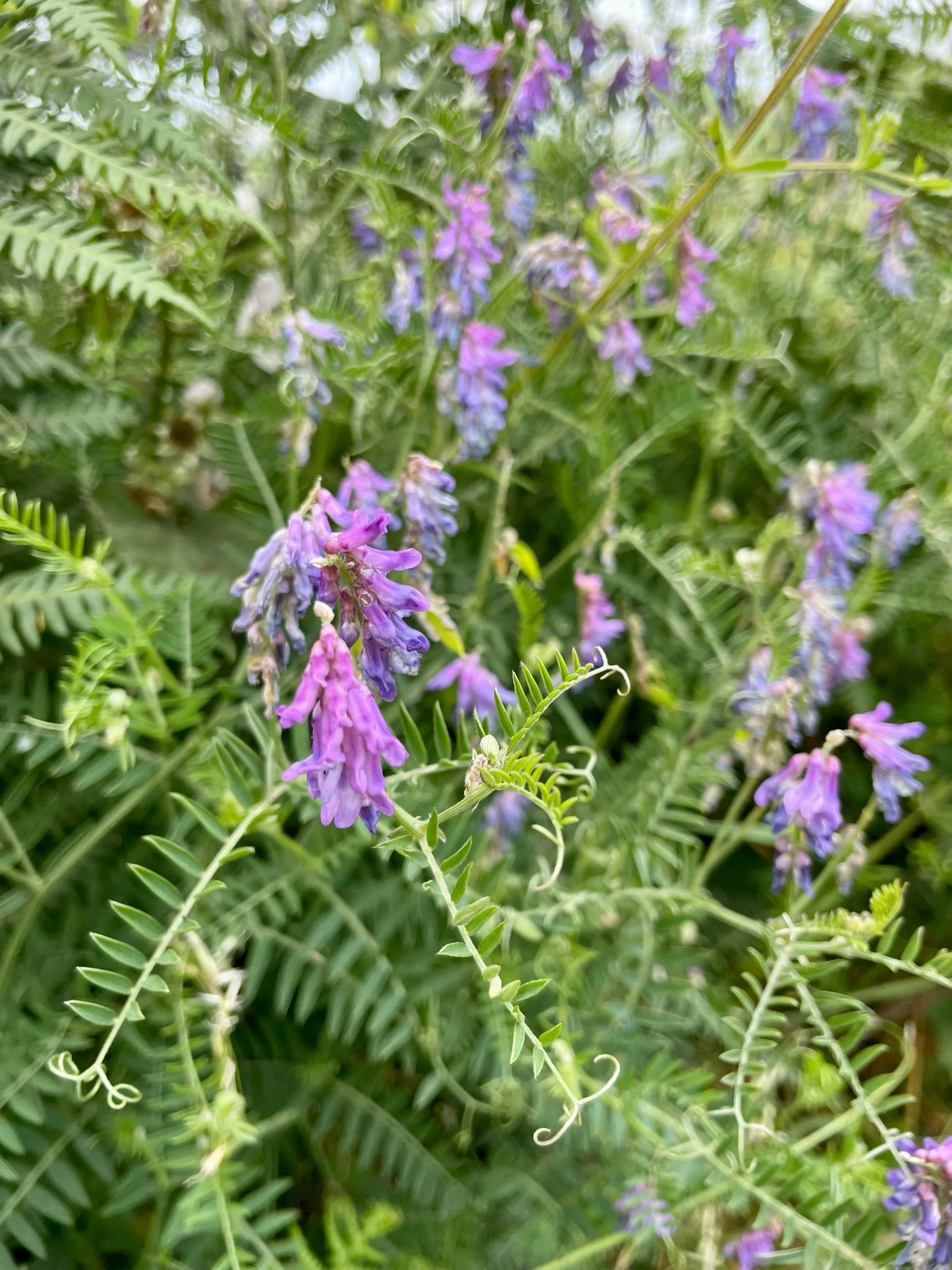 IMG_4094.jpeg