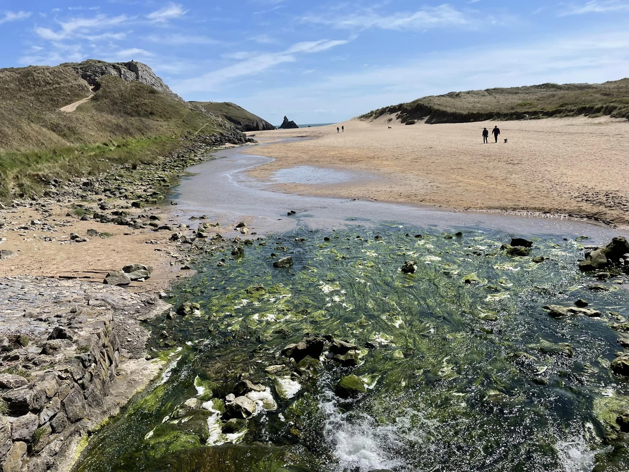  A walk on the Pembrokeshire Coast - Bosherston lily ponds and Broadhaven beach. 