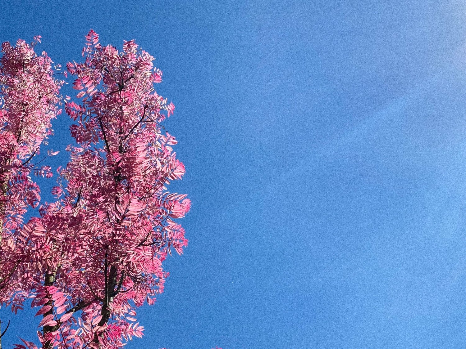 27 - Ava DuVernay's Political Courage