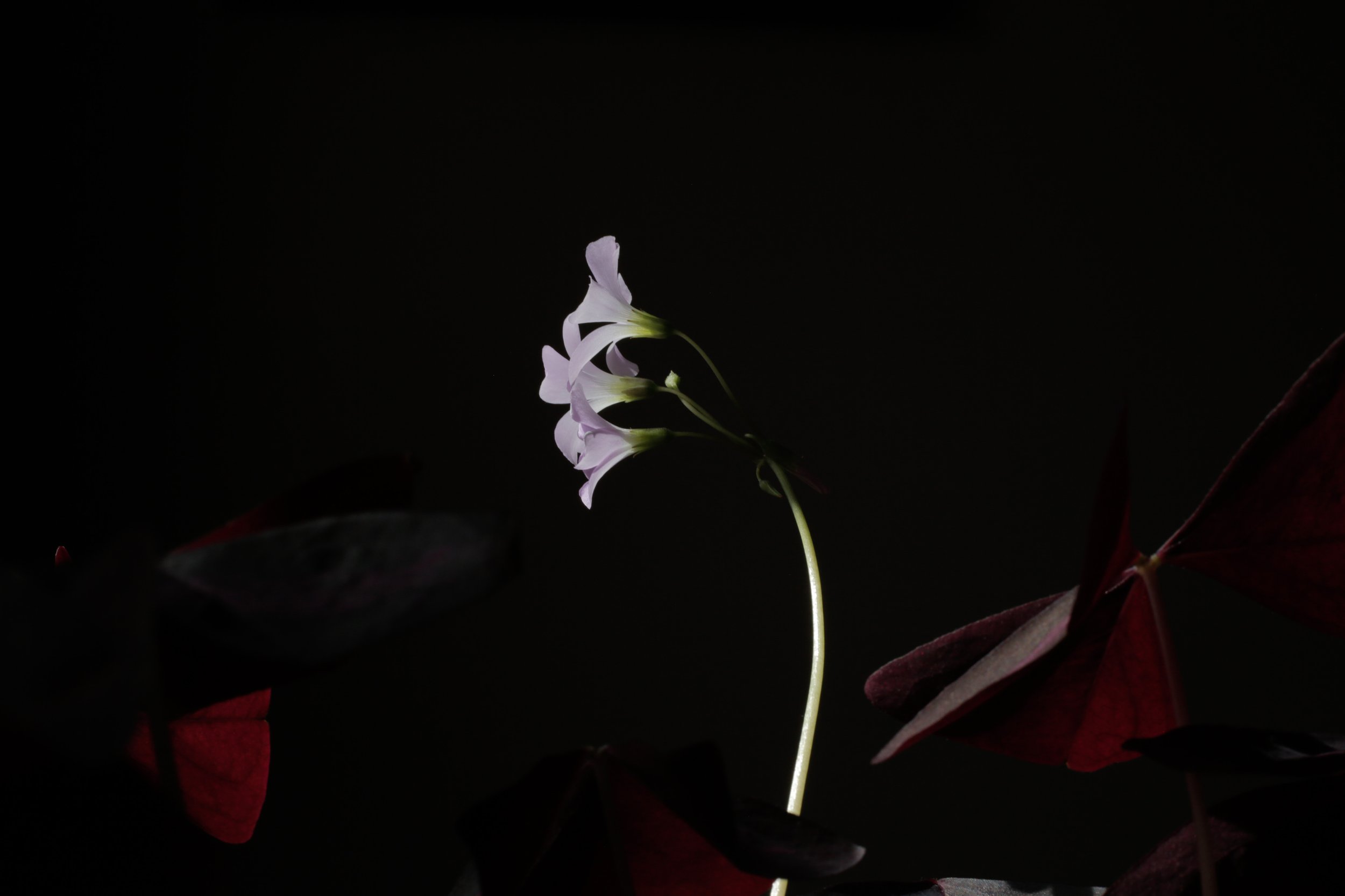 grief (my grandmother)