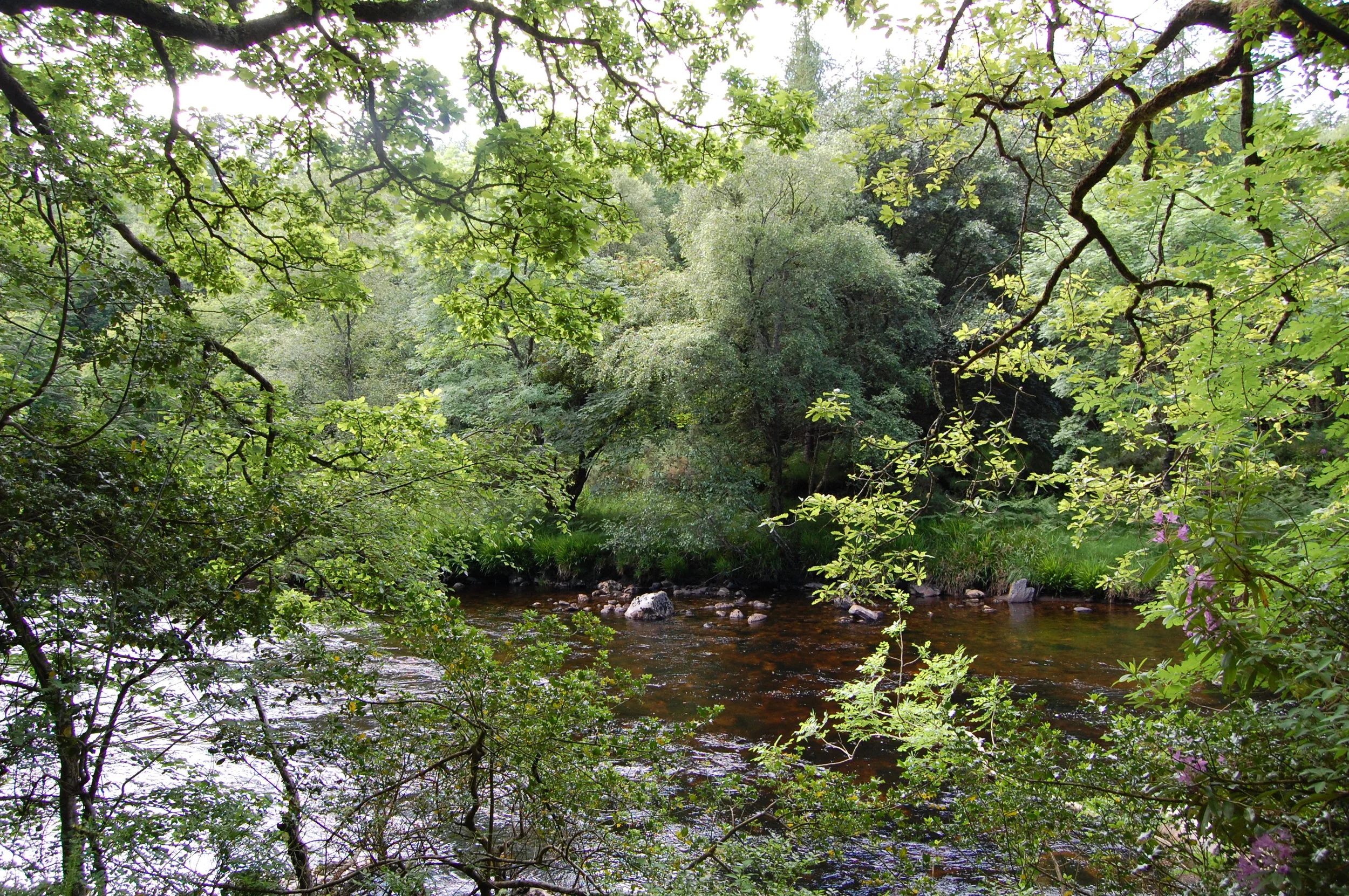 'What it lacks in length, it makes up with spirit': walking the Avonmore River