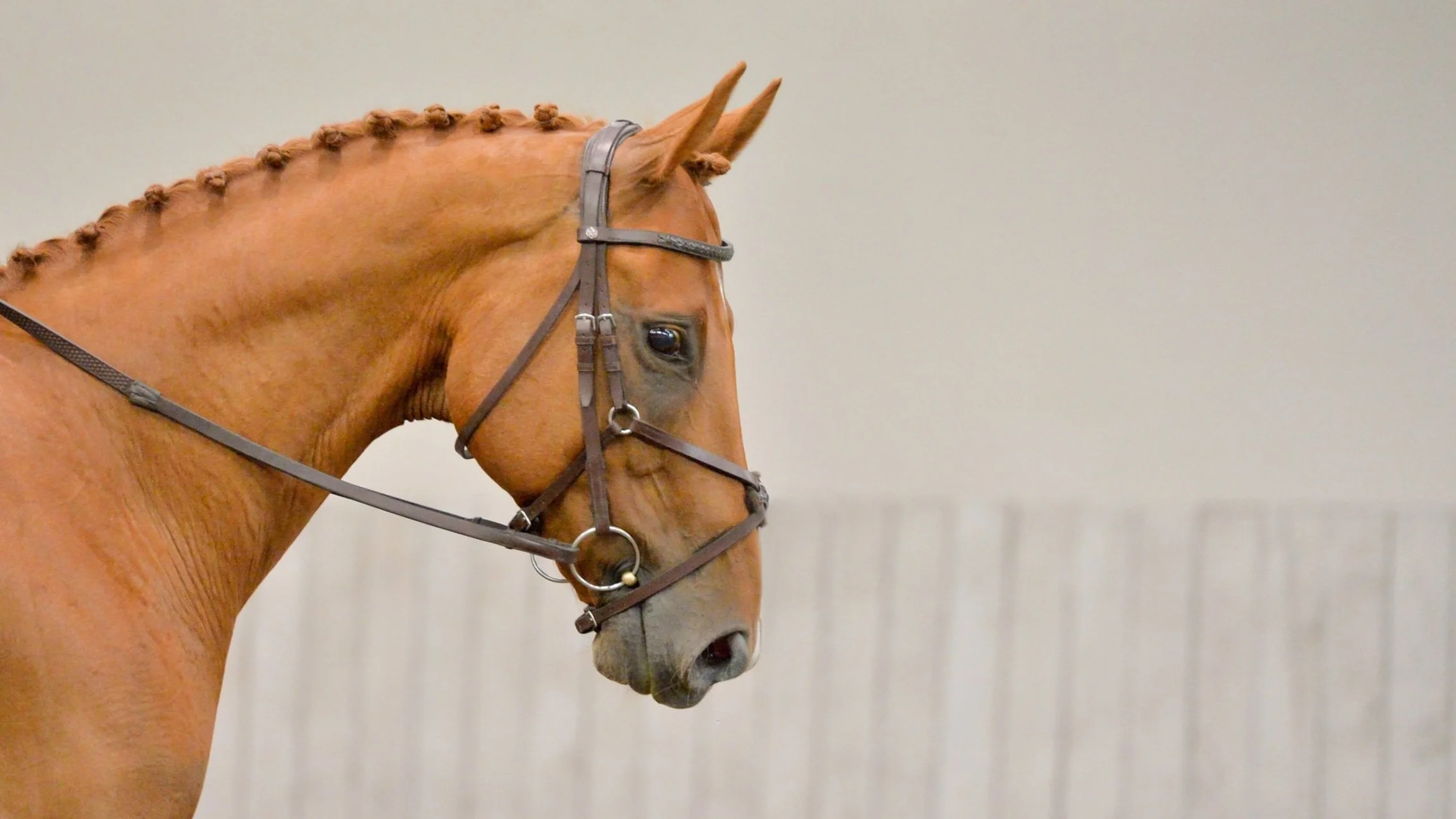 Grackle Noseband — KellyJ Leather