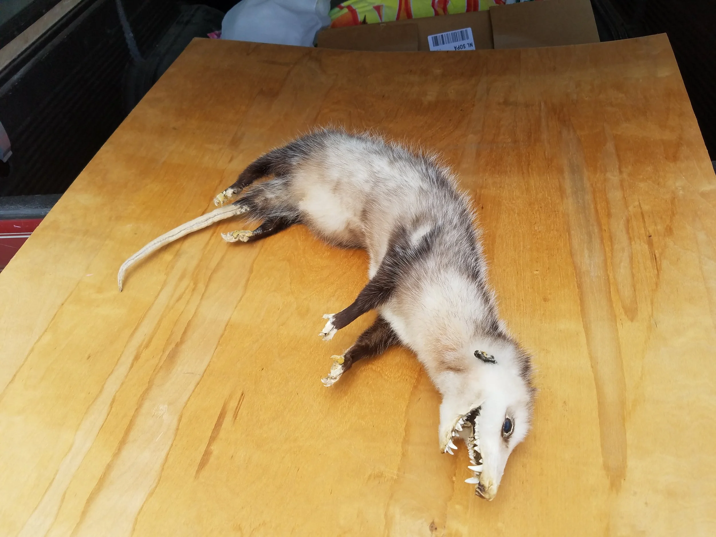 20160602_150515.jpg