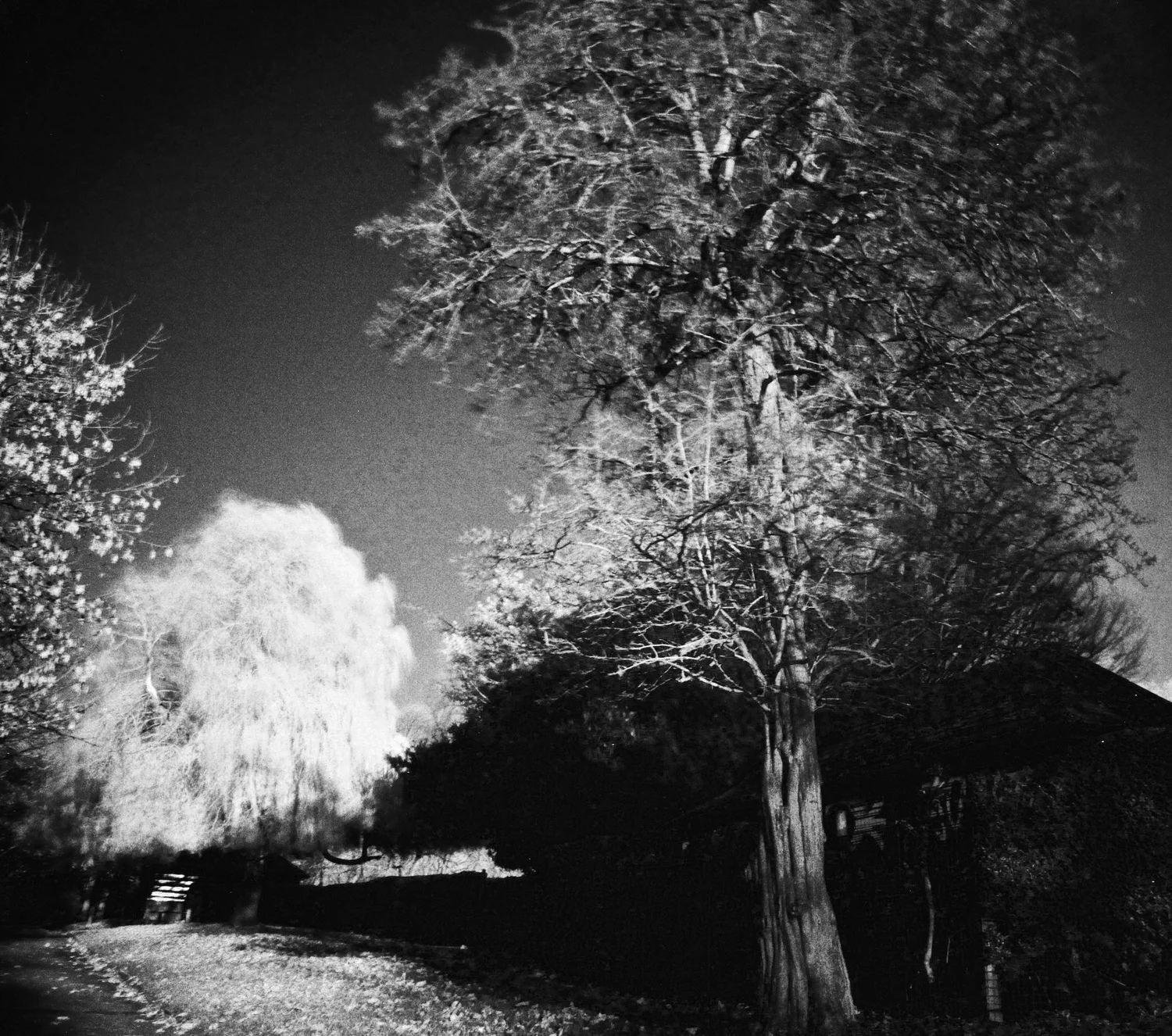 Black+and+White+Digital+Infrared+Willow+Tree+Study+#7.jpg