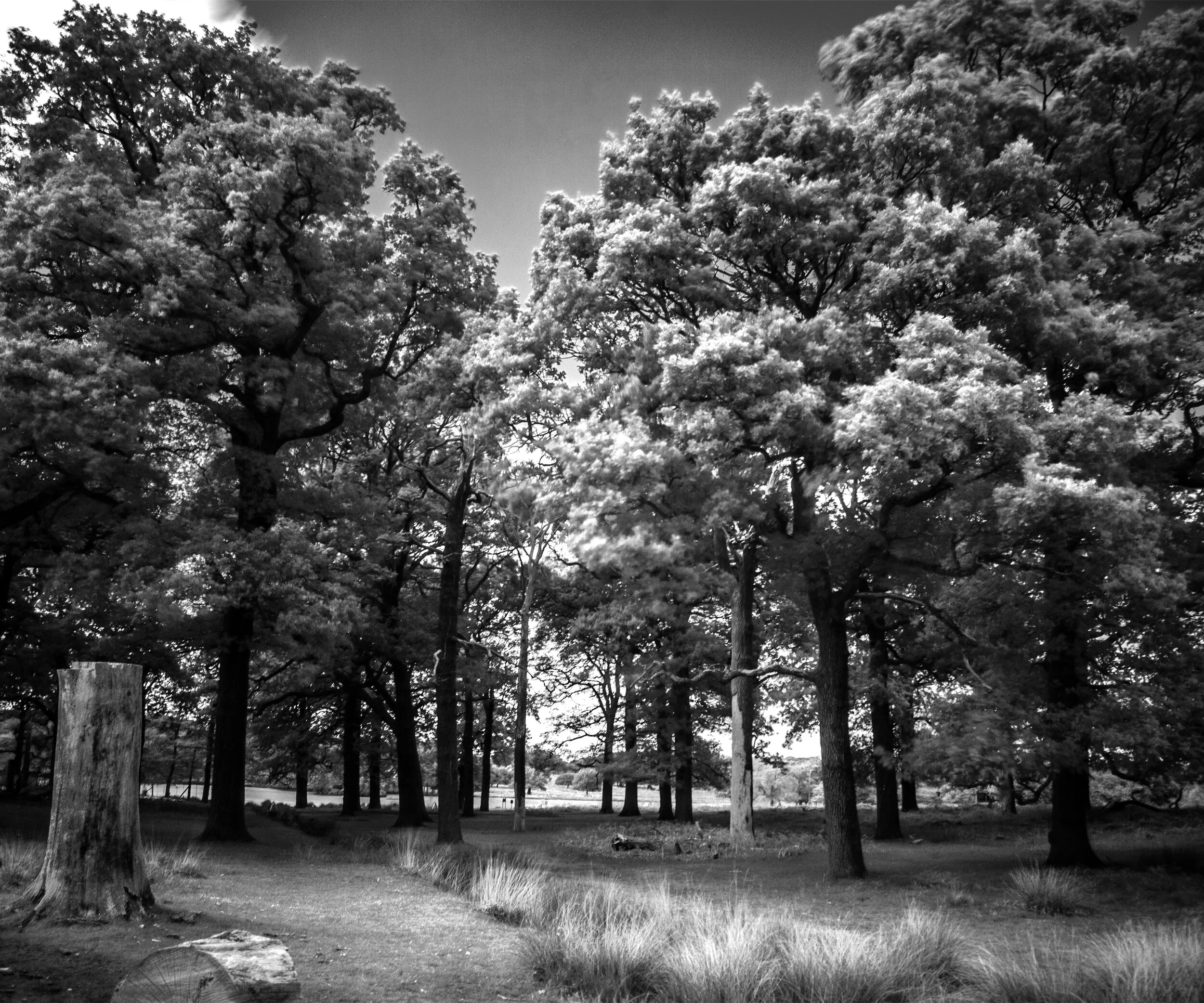 Infrared_Trees_2020_2.jpg