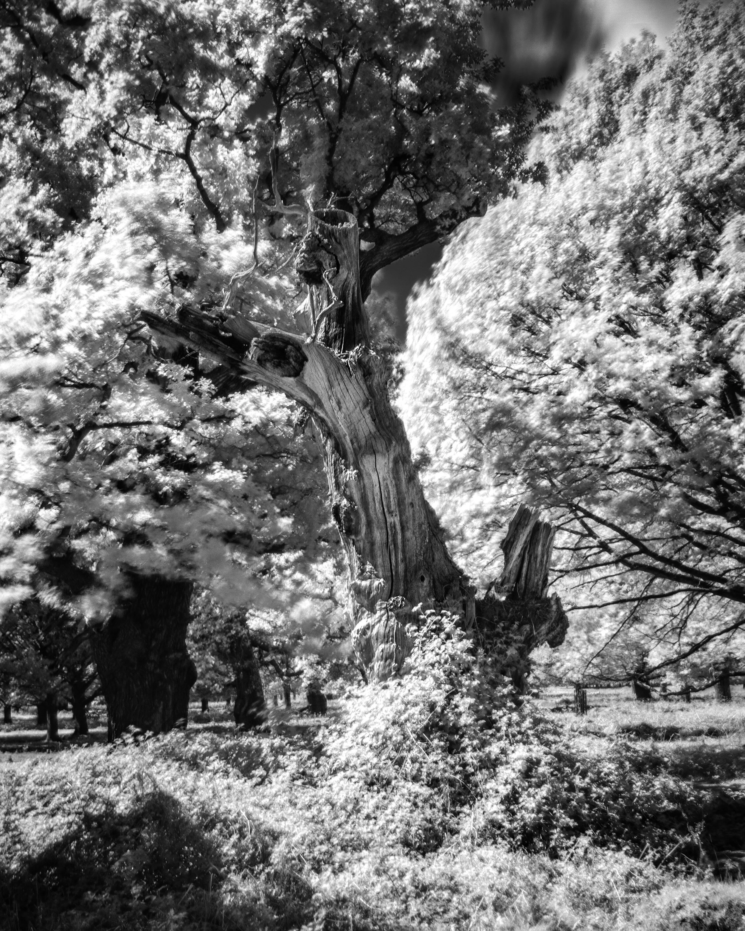 Infrared_Trees_2020_4.jpg