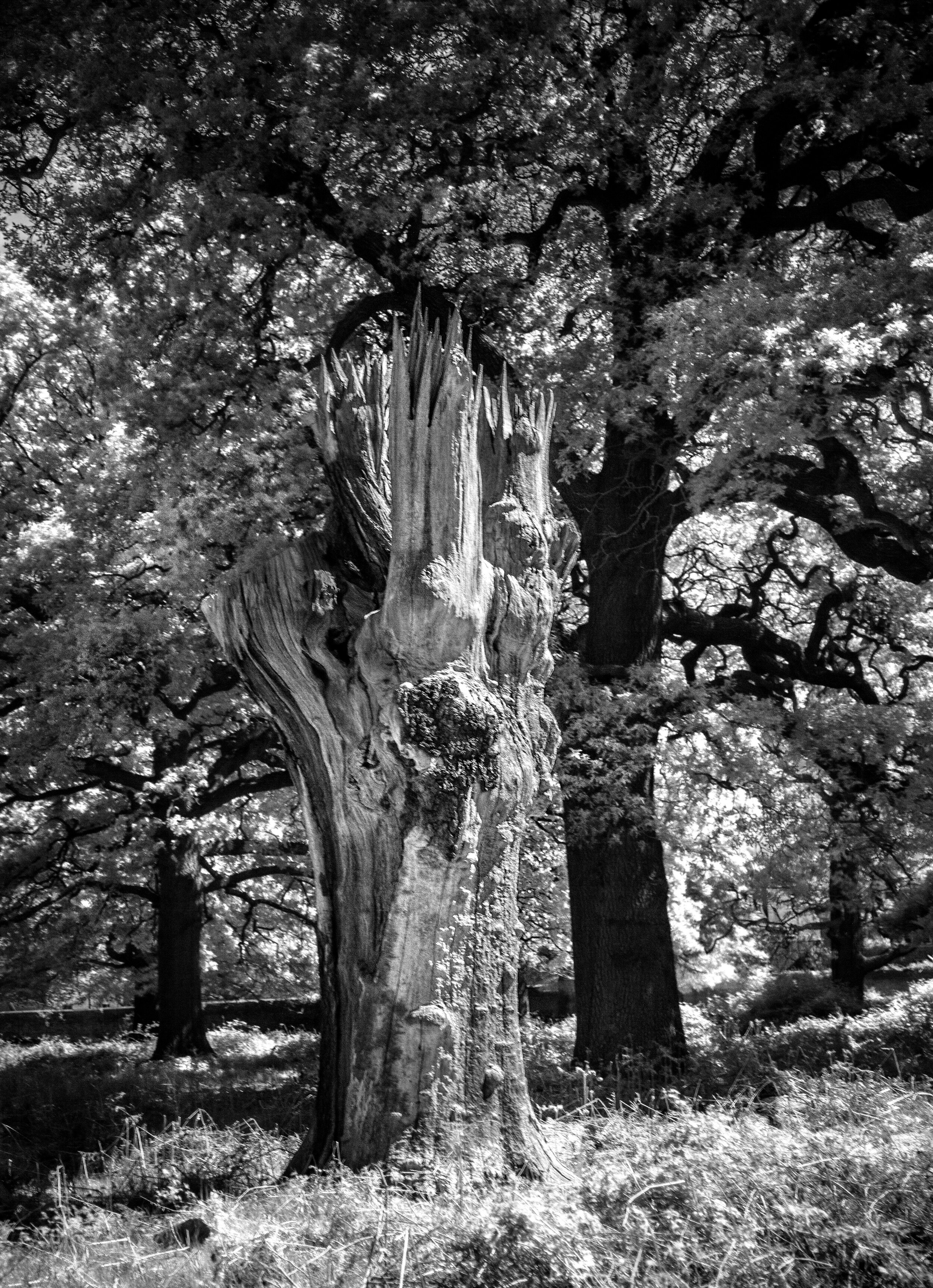 Infrared_Trees_2020_3.jpg