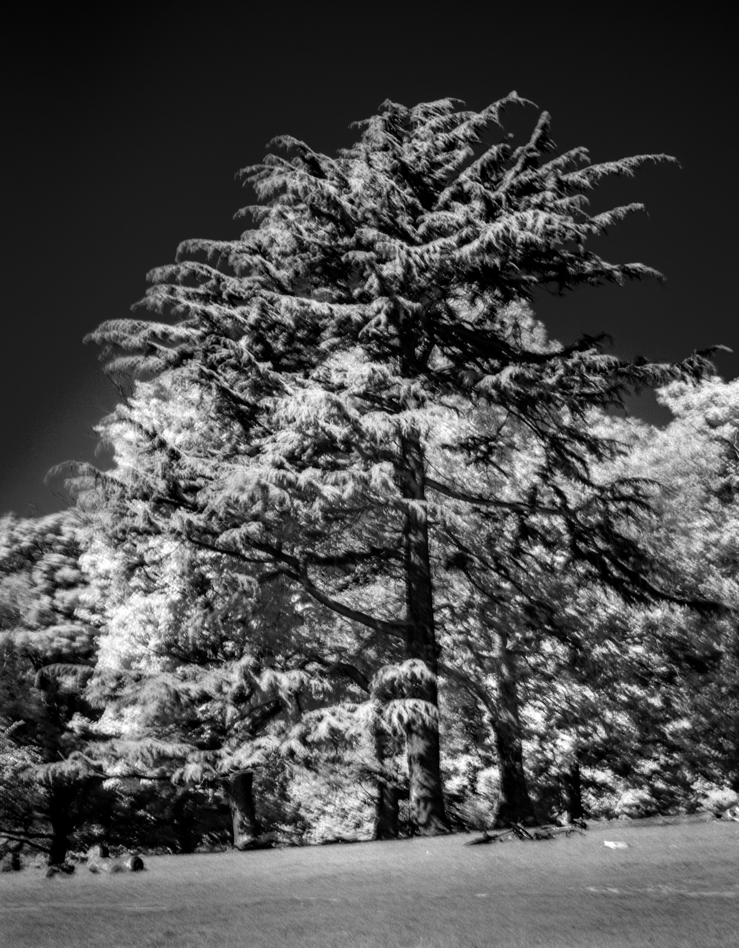 Infrared_Trees_2020_8.jpg