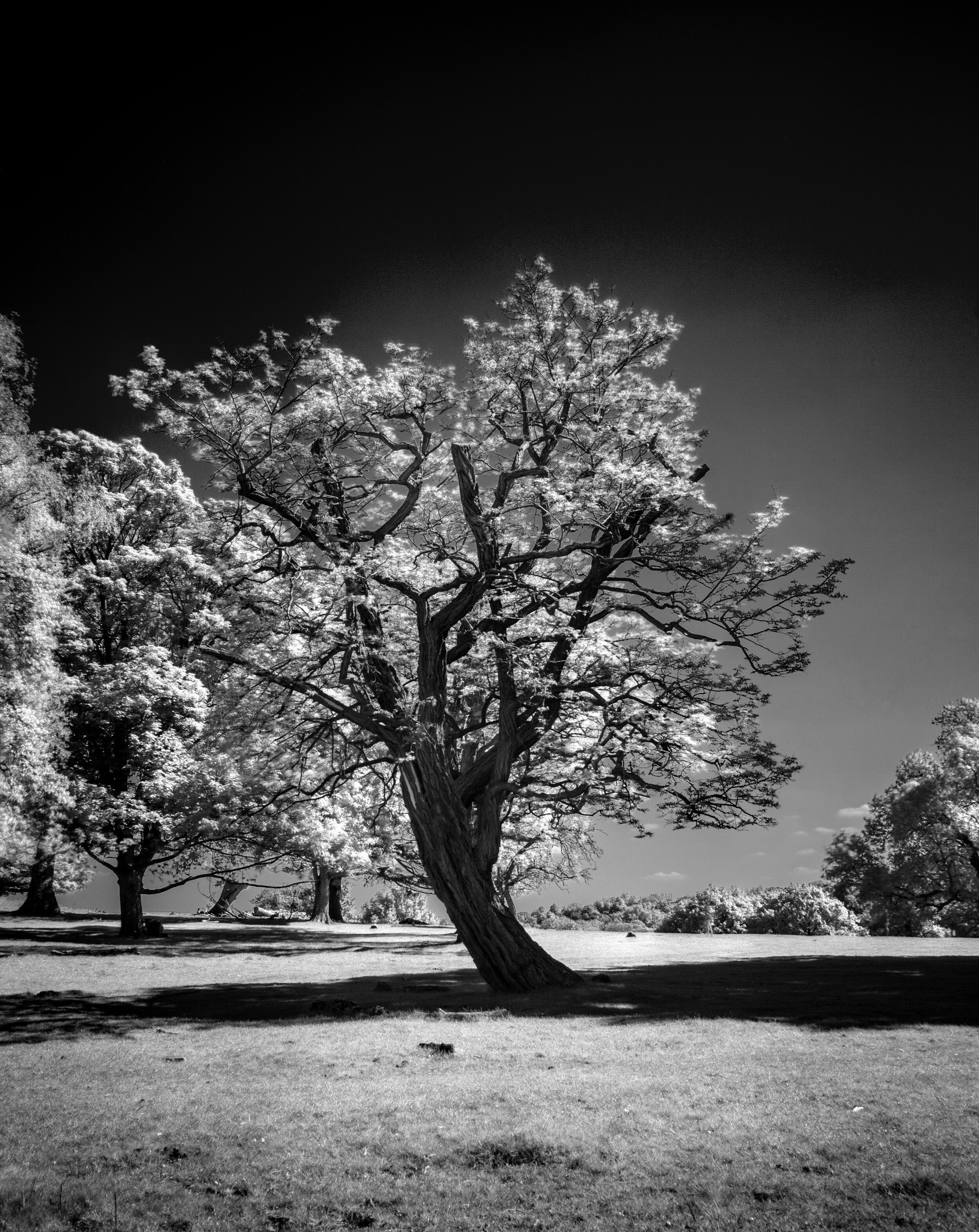Infrared_Trees_2020_11.jpg