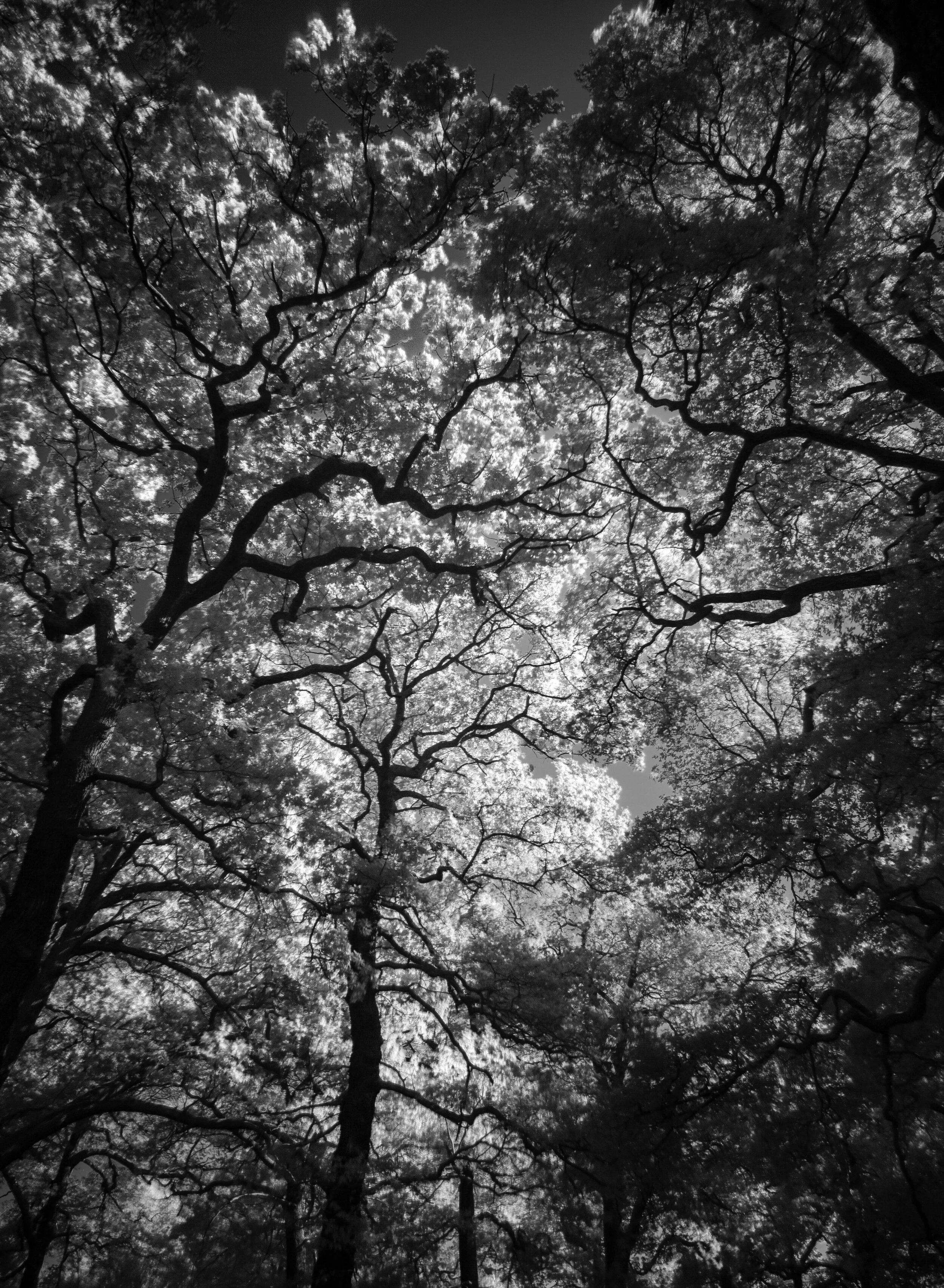 Infrared_Trees_2020_14.jpg