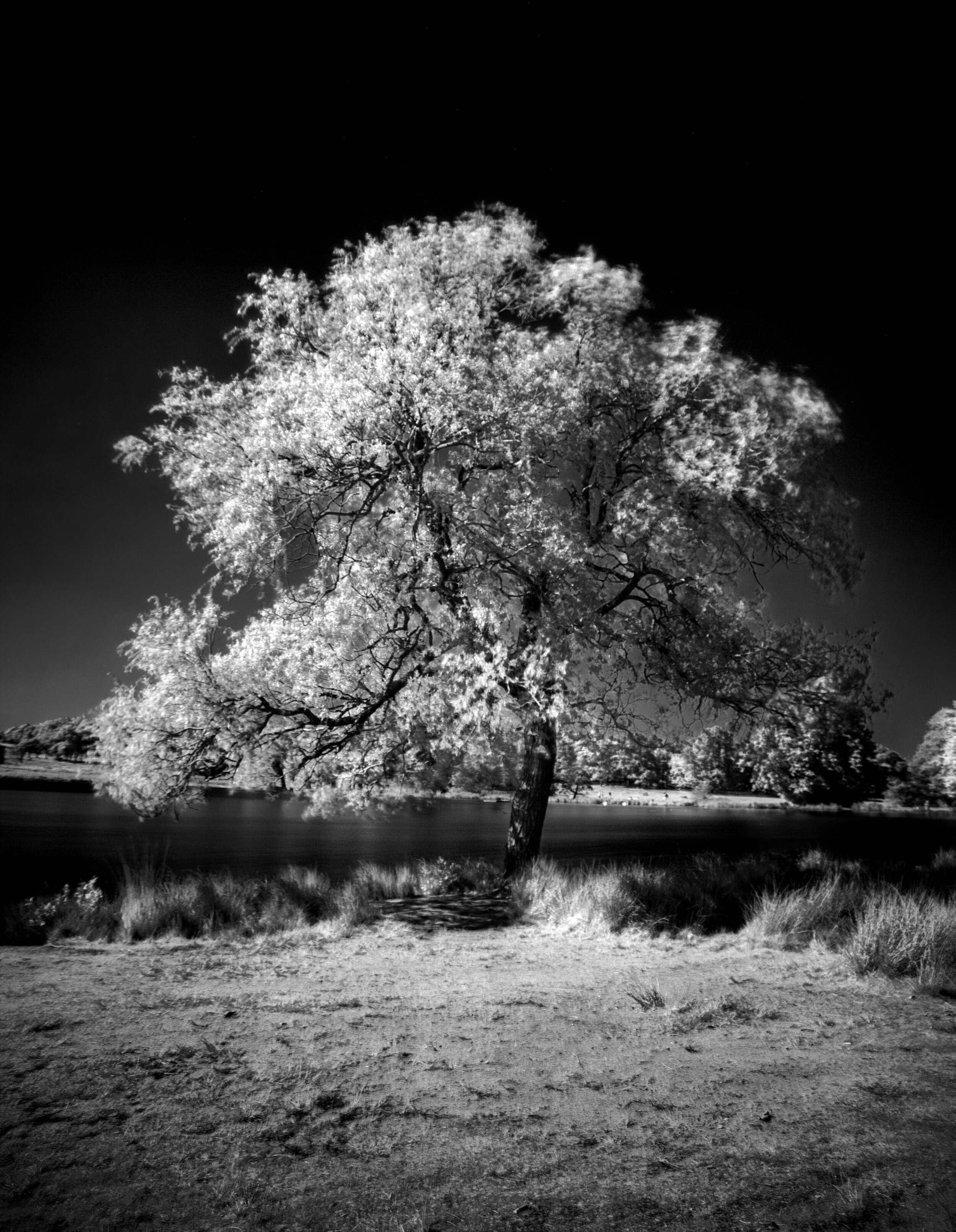Infrared_Trees_2020_16.jpg