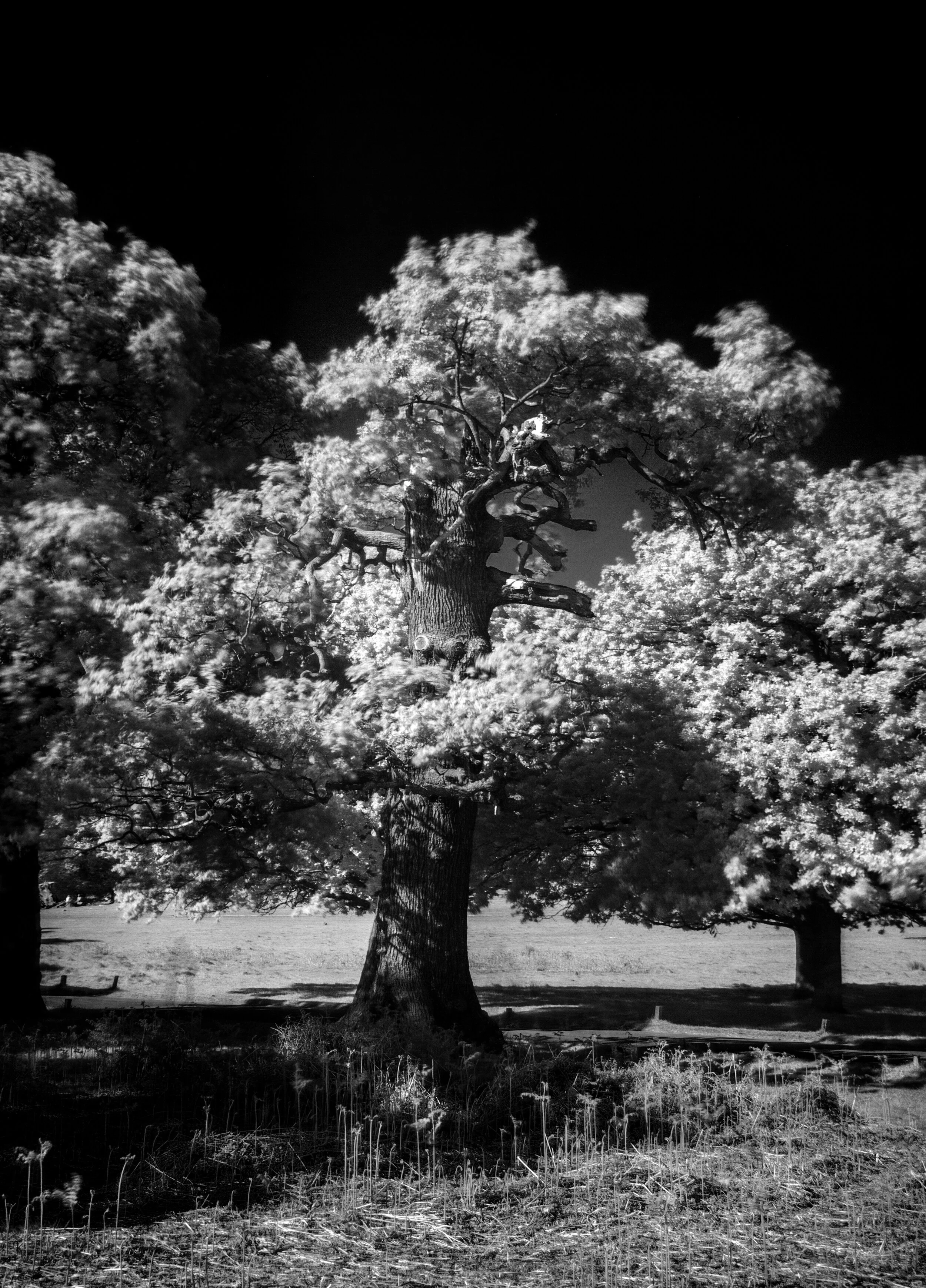 Infrared_Trees_2020_17.jpg