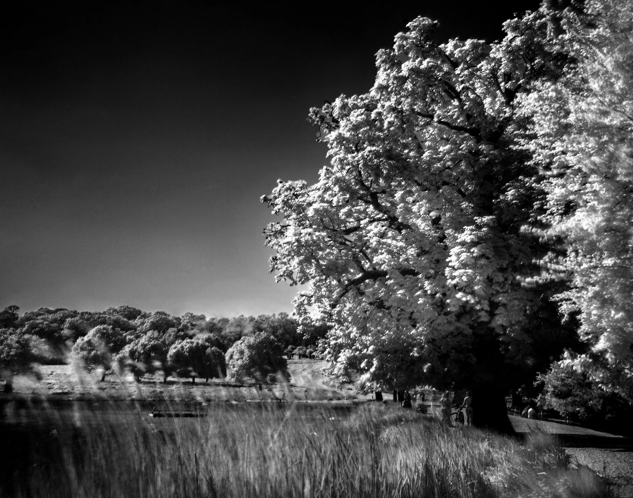 Infrared_Trees_2020_21.jpg