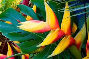 Searching for the perfect spa garden plants/flowers/blooms up in the hills of Jamaica