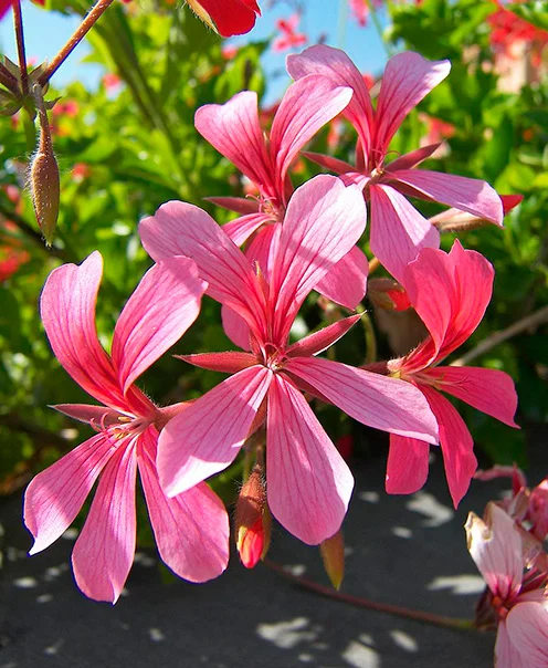 linda-hall-ingredients-geranium.jpg