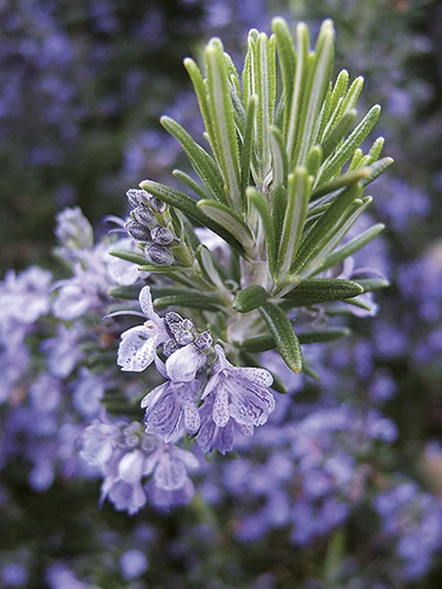 linda-hall-ingredients-rosemary.jpg