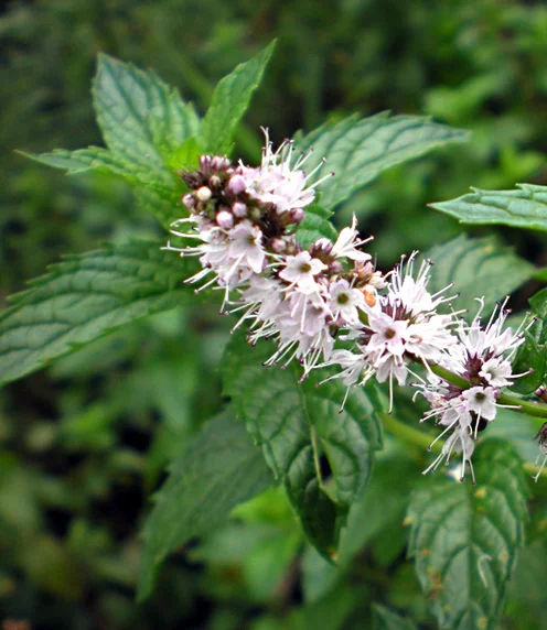 linda-hall-ingredients-spearmint.jpg