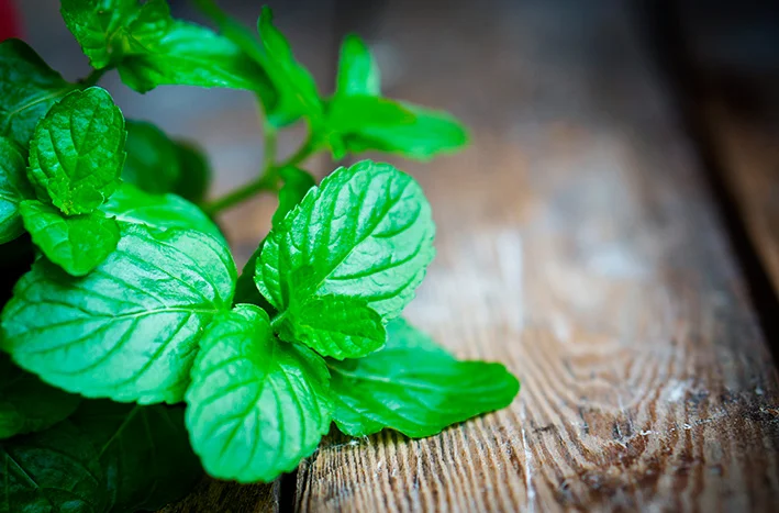 linda-hall-ingredients-peppermint.jpg